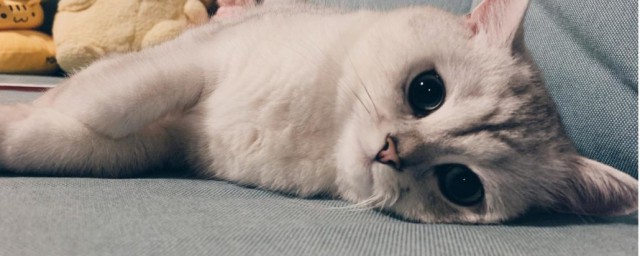 养猫屋子一股味解决方法(屋里养过猫有味道怎么办)