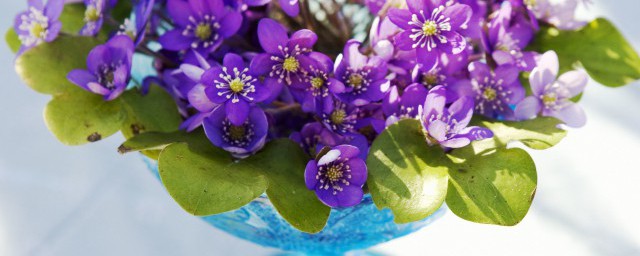 花瓶简笔画教程(花瓶的画法简笔)