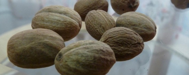 肉蔻炖肉起作用是什么(炖肉用肉蔻吗)