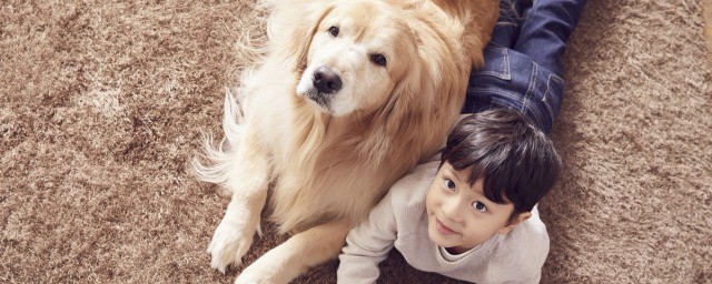 金毛怎么养(金毛怎么养才听话)