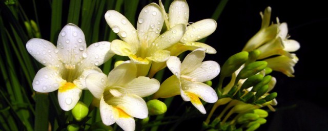 香雪兰怎么养比较好(怎样养植香雪兰)