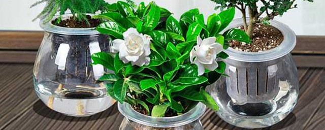 栀子花是否可以水培养殖(栀子花水栽培怎么养)