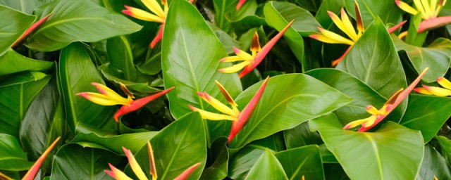 在家里是否可以养殖天堂鸟花(天堂鸟可以在家养吗)