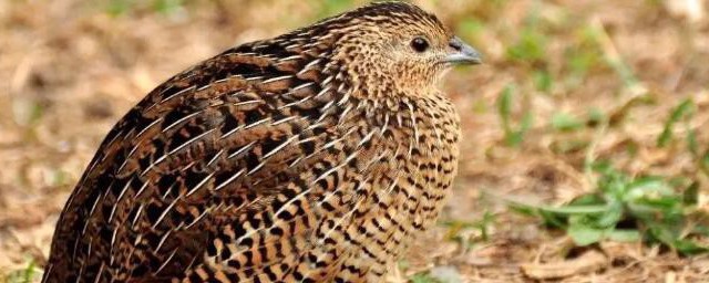 鹌鹑会不会飞(鹌鹑会不会飞到天上去)