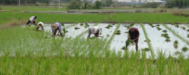 才了蚕桑又插田是什么意思(才了蚕桑又插田的插田是什么话)