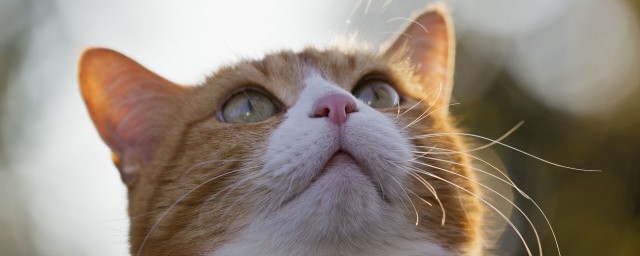 小母猫多久可以生育(小母猫多久可以生宝宝)