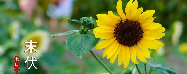 三伏天早安问候语分享(三伏天早安祝福语)