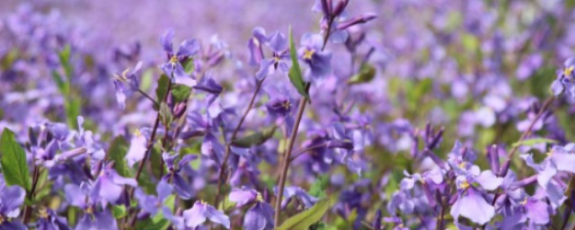 岸芷汀兰的解释(岸芷汀兰的出处)