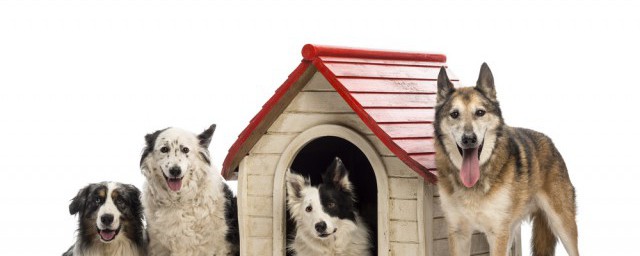 狗狗多久可以洗澡(买回来的狗狗多久可以洗澡)