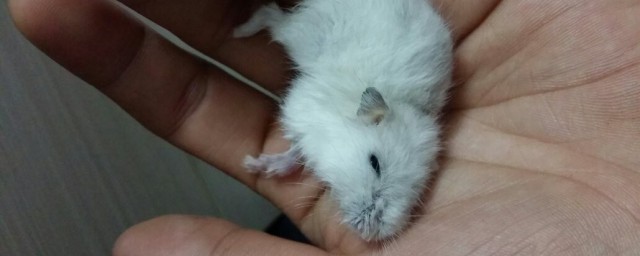 仓鼠什么时候繁殖(仓鼠什么时候繁殖期)