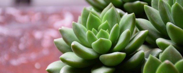盘点夏天养多肉的注意事项(夏季多肉注意事项)