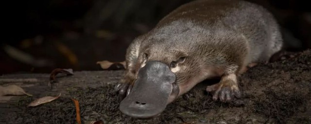 鸭嘴兽介绍(鸭嘴兽介绍英文)