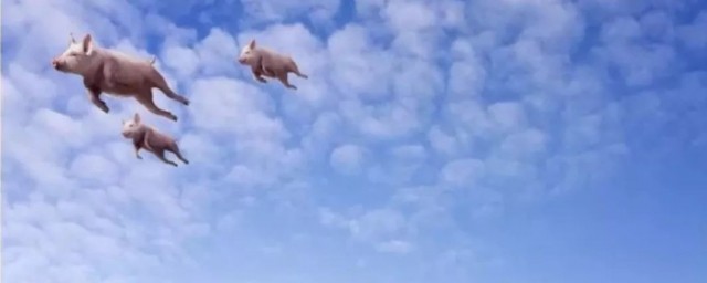 风口上的猪是指什么(风口上的猪是贬义词吗)