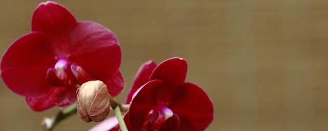 花中君子下一句是什么？(三年级语文花中君子下一句是什么)