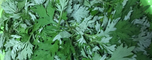 艾草能不能吃(艾草能不能吃?)