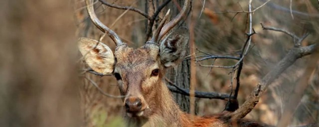 鹿的部首是什么(鹿的部首是什么部首怎么查字典)