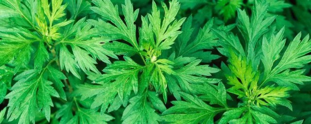 艾字可以组什么词(艾字能组什么词)