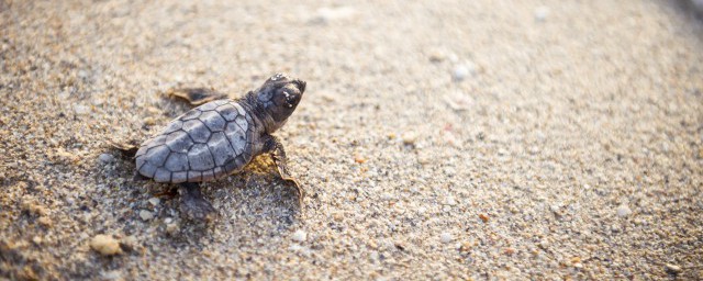 乌龟会不会脱壳(乌龟在什么情况下会脱壳)