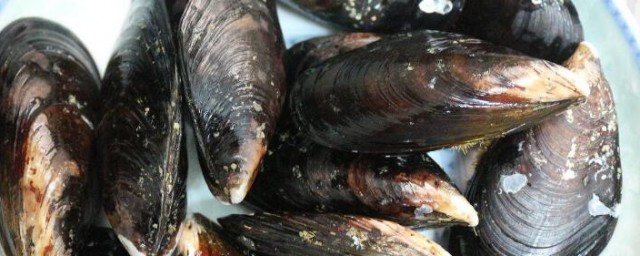 蛏子黑色的能不能吃(蛏子里面的黑色可以吃吗)