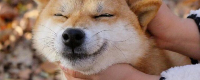 柴犬好不好养(柴犬好不好养?适不适合初养)