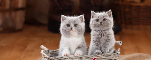 猫能不能吃奶油(猫能不能吃奶油面包)