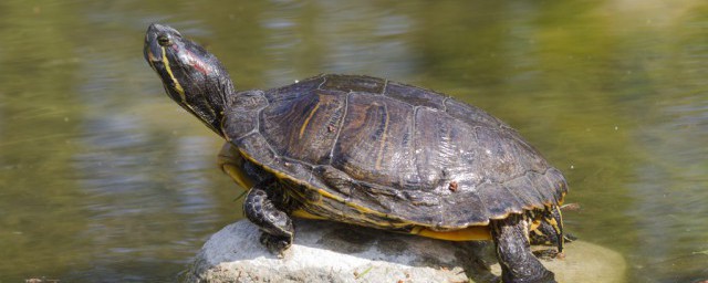 乌龟吃什么食物(乌龟吃什么食物长得快)