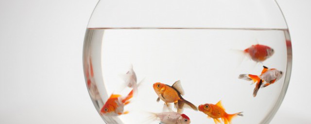 鱼字的意思(鱼字的意思大多和什么有关)