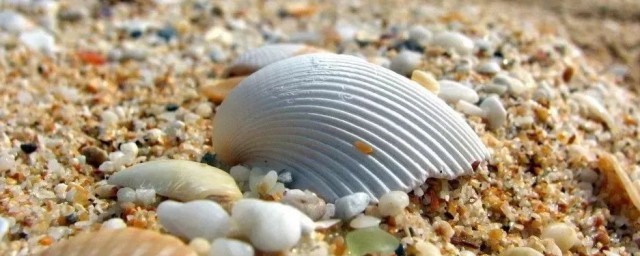 贝壳是什么垃圾(海鲜贝壳是什么垃圾)