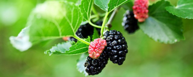 黑桑葚干的最佳吃法是什么(黑桑葚干吃了有什么作用)