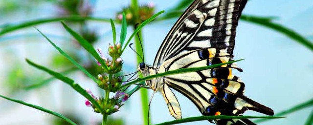 蝴蝶吃什么东西(蝴蝶吃什么东西?)