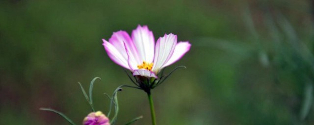 孤芳自赏的含义(孤芳自赏的理解)