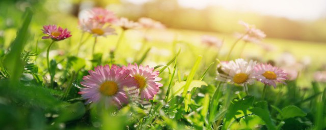 春天颜色是什么样(春天 是什么颜色)