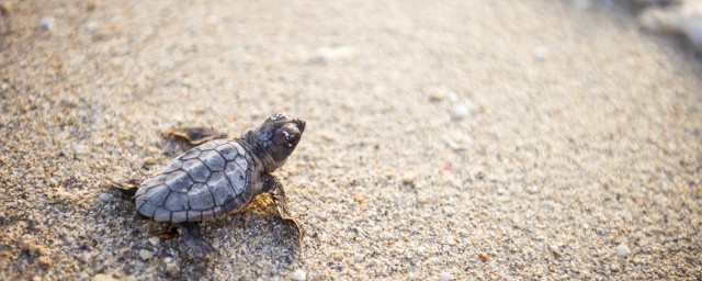 乌龟叫唤的原因(乌龟总叫唤是什么原因)