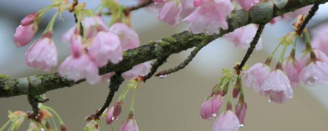 樱花会不会结果(樱花都会结果吗)