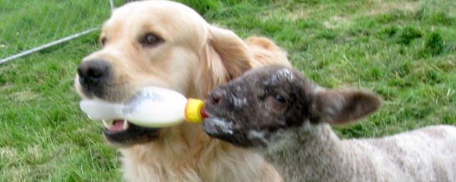 狗能不能喝纯牛奶(刚生出来的小狗能不能喝纯牛奶)