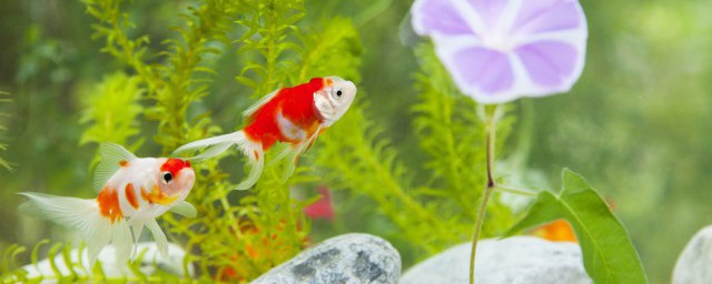 自来水可不可以养鱼(自来水可以直接养鱼不)