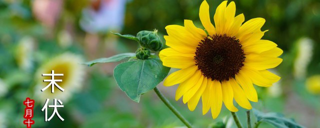 三伏天为什么热(三伏天是热天吗)