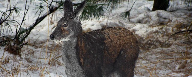 麝是什么(麝是什么字)