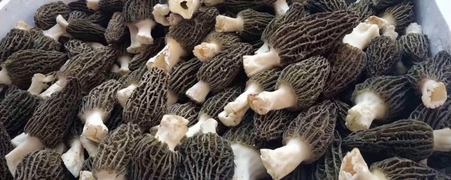 新鲜羊肚菌怎么保存怎么吃(如何保存新鲜羊肚菌)