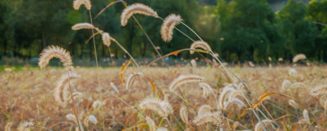 风含有姿态的意思是什么(意态风姿什么意思)