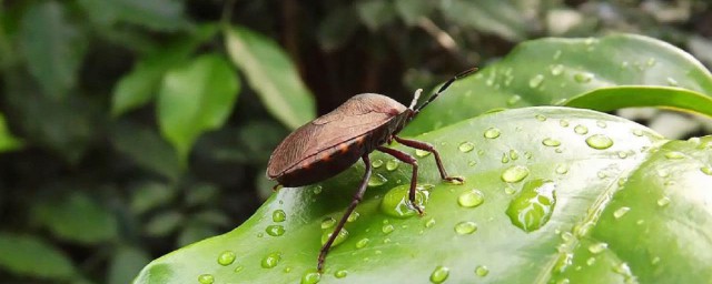 臭虫是怎样长出来的如何消灭(臭虫是啥样子,如何消灭)