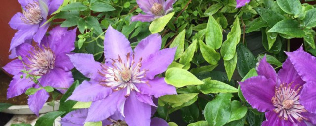 铁线莲可以活40年之久吗(铁线莲易成活吗)