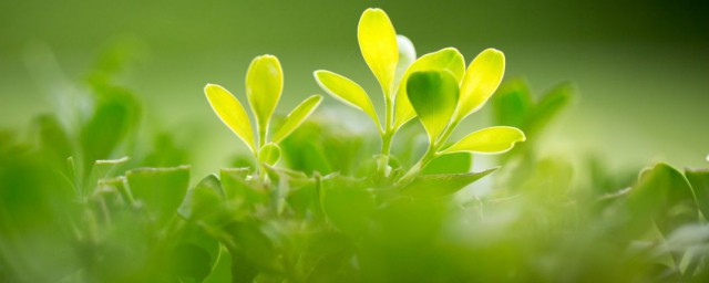 绿色的含义是什么意思(绿色的各种含义)