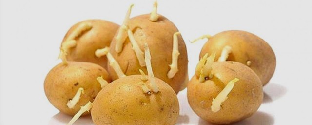 土豆发芽了处理方法(土豆发芽要怎么处理)