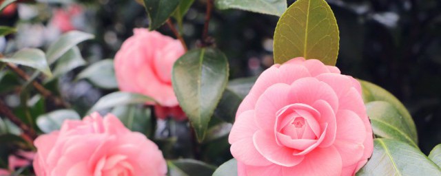 花若盛开蝴蝶自来含义(花若盛开蝴蝶自来是什么意思)