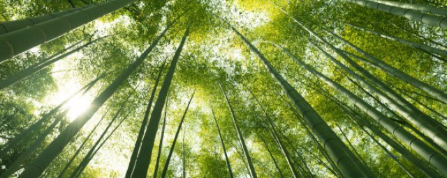 竹子开花的原因(竹子开花是为什么)