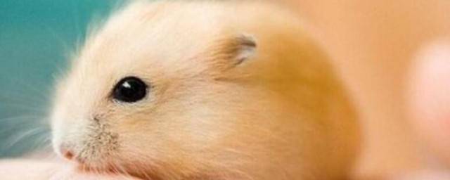 仓鼠丢了会不会自己回来(仓鼠会自己回来吗)
