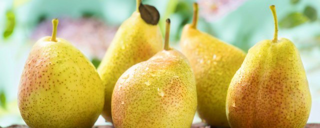 狗狗可不可以吃梨(狗狗可不可以吃梨干)