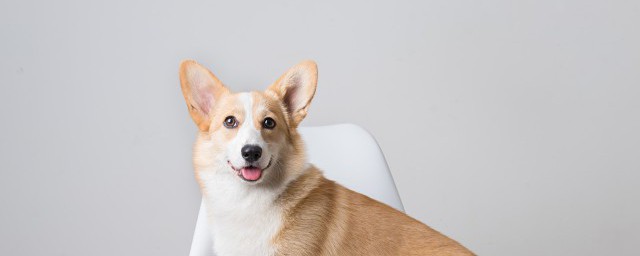 狗能吃糖吗(宠物狗狗能吃糖吗)