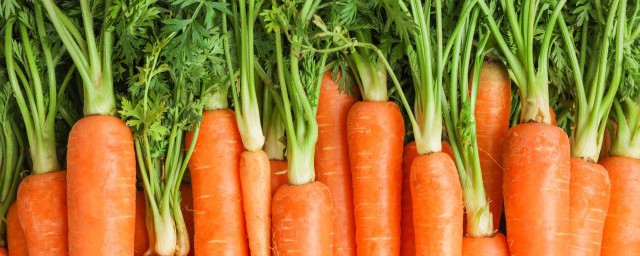 胡萝卜发芽能不能吃(胡萝卜发芽能吃么)